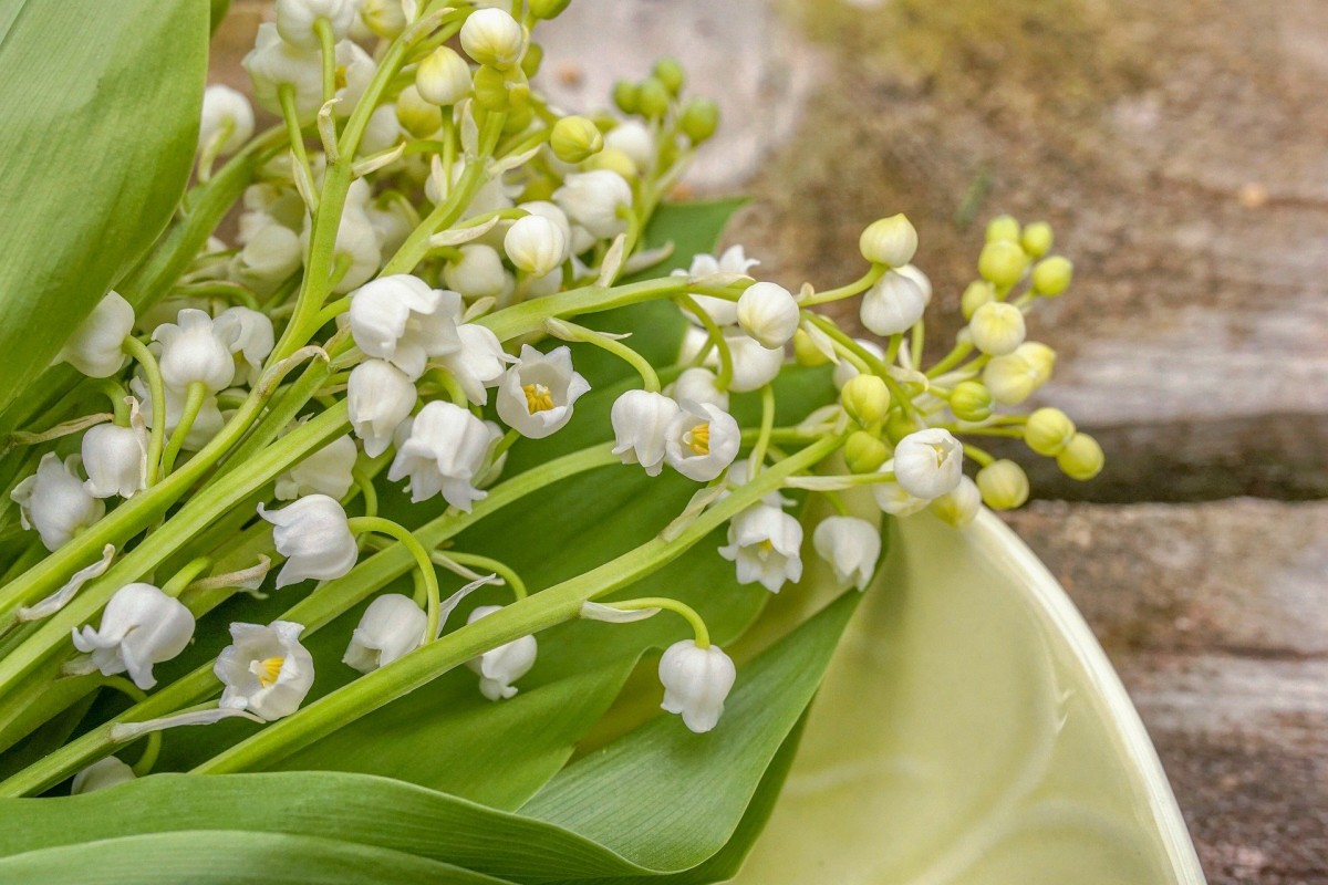 lily-of-the-valley-5083800 1920 lily-of-the-valley-5083800 1920