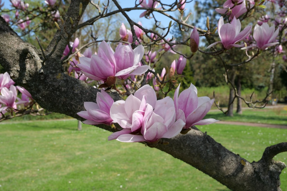tree-3330620 1920 tree-3330620 1920