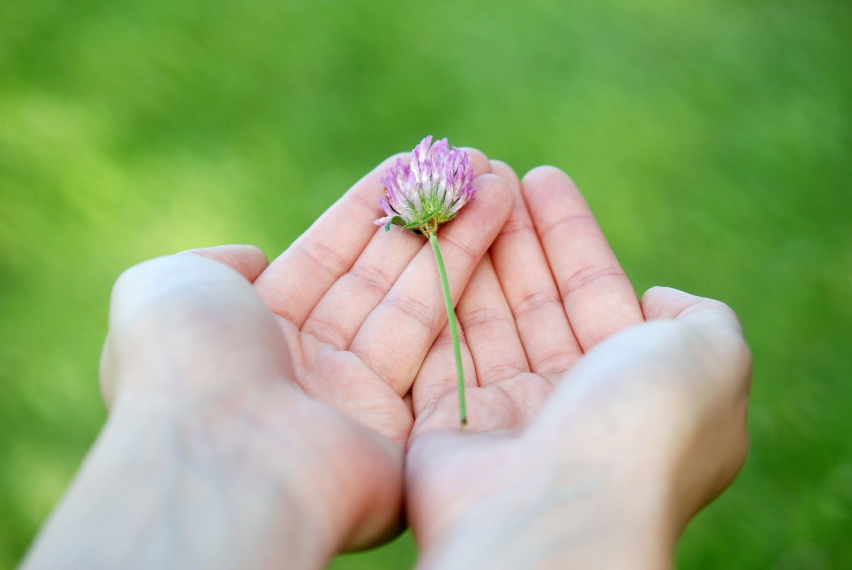 flower-8539 1920 flower-8539 1920