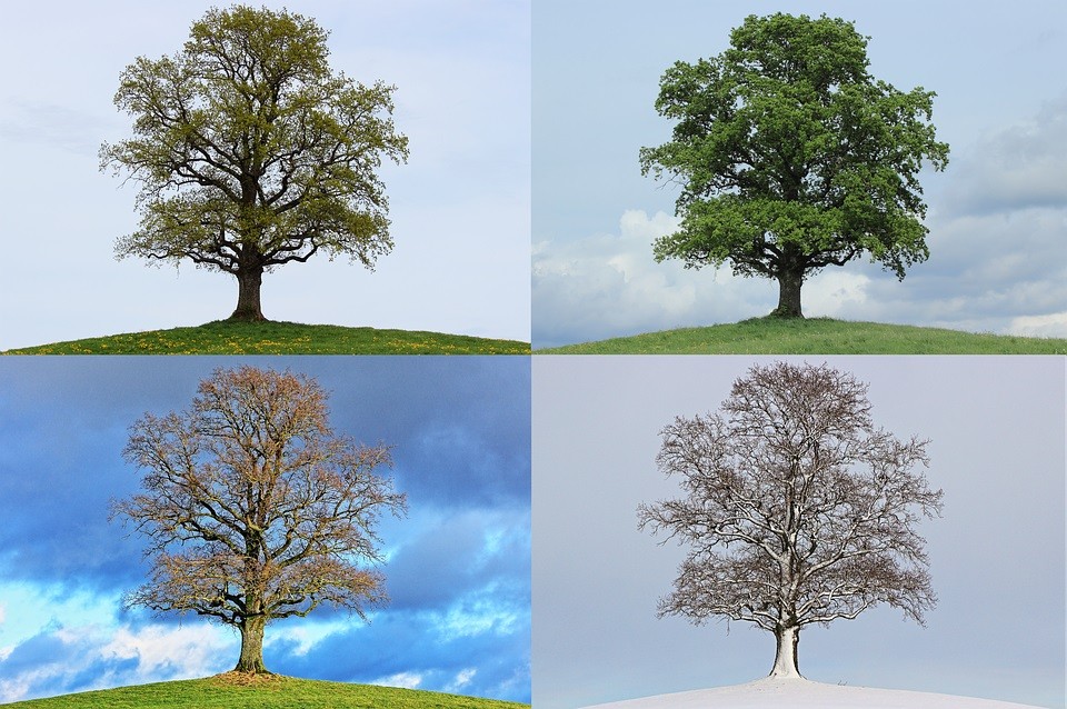 tree-776932 960 720 | Foto: https://cdn.pixabay.com/photo/2015/05/21/10/30/tree-776932_960_720.png tree-776932 960 720 | Foto: https://cdn.pixabay.com/photo/2015/05/21/10/30/tree-776932_960_720.png