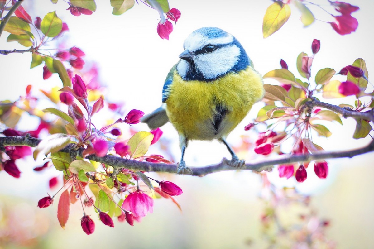 spring-bird-2295434 1920 spring-bird-2295434 1920