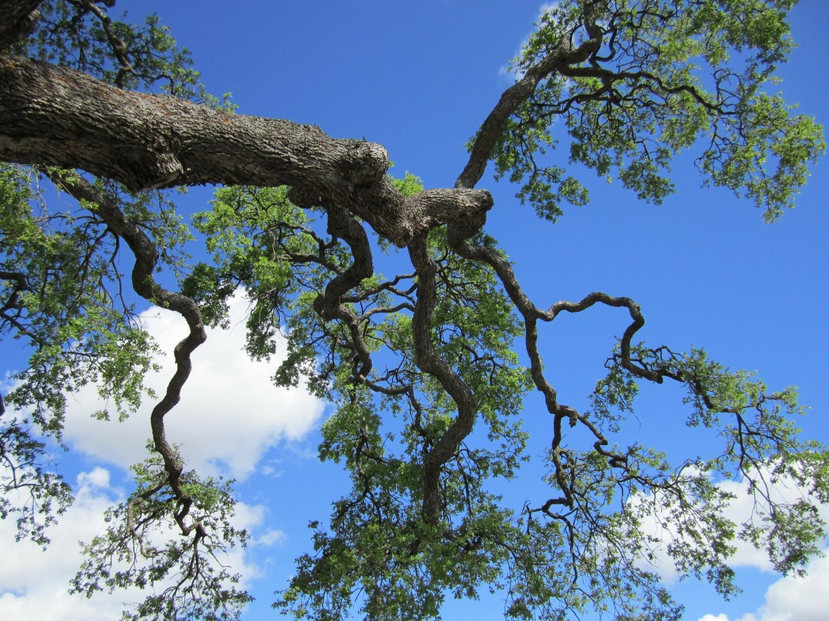 tree-70813 1920 tree-70813 1920