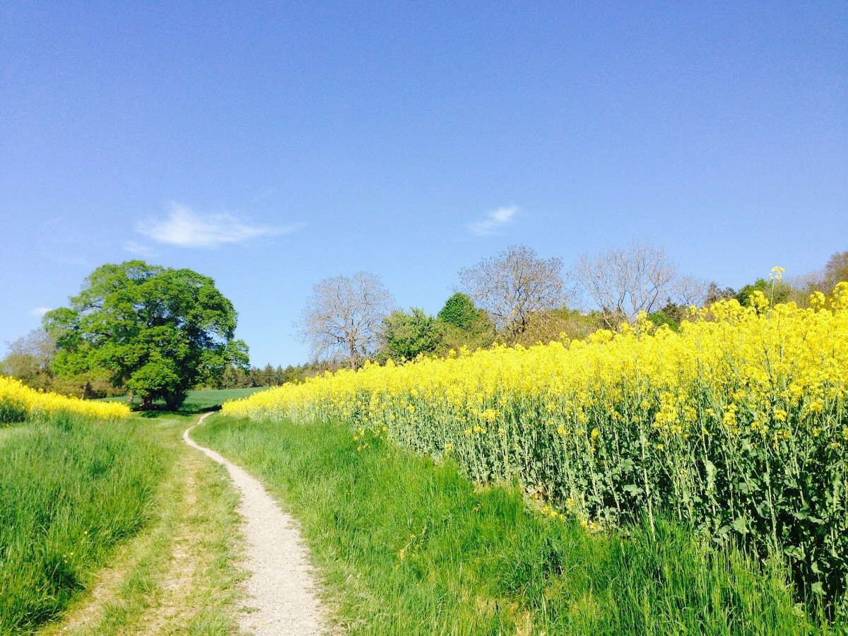 field-of-rapeseeds-331571 1920 field-of-rapeseeds-331571 1920