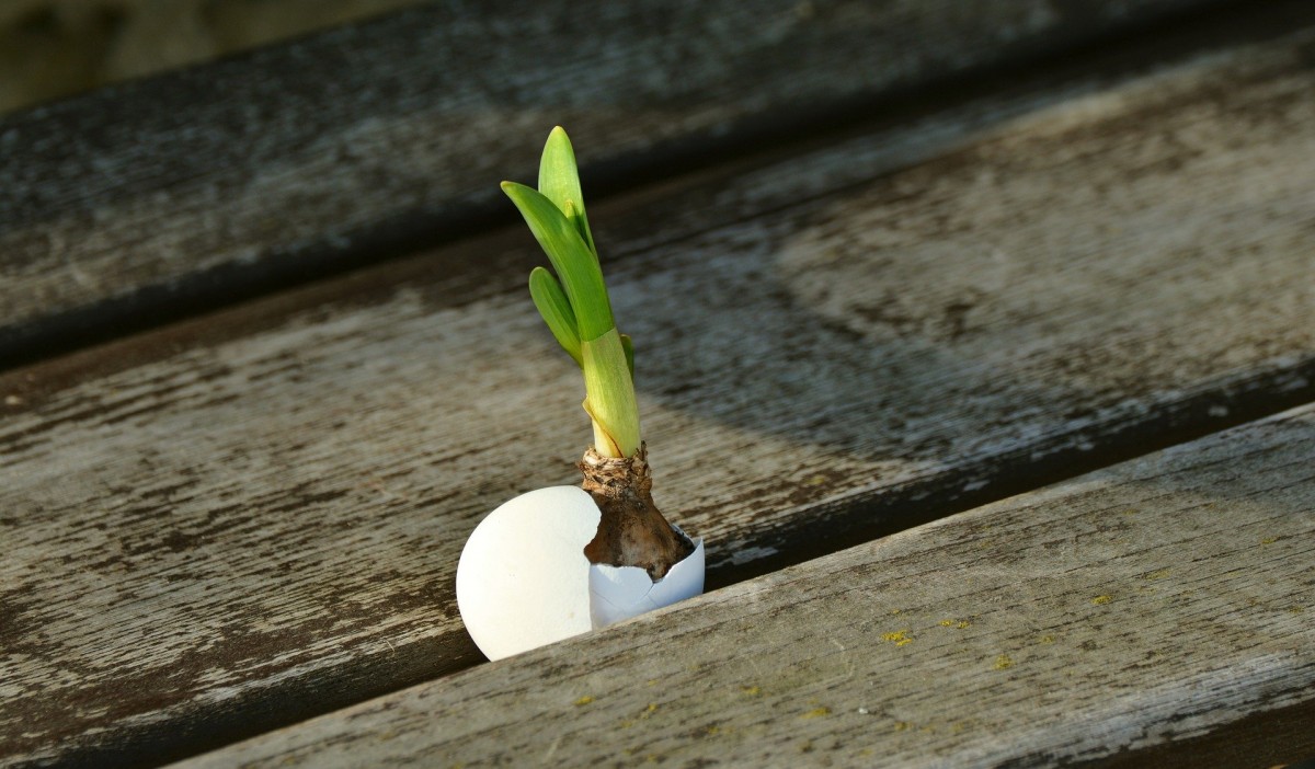 onion-2013174 1920 onion-2013174 1920
