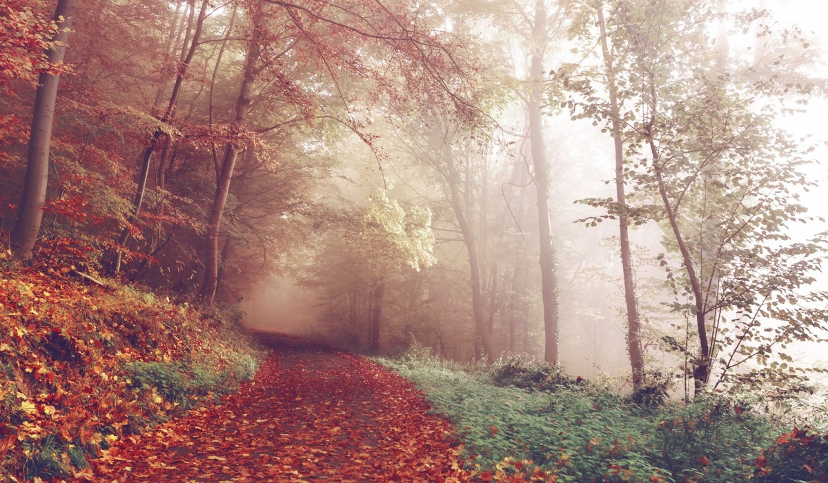 path-1031114 1920 path-1031114 1920