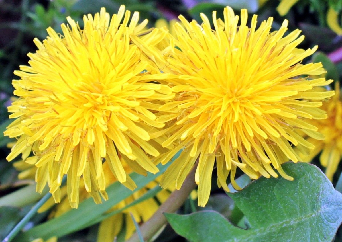 dandelion-1359437 dandelion-1359437