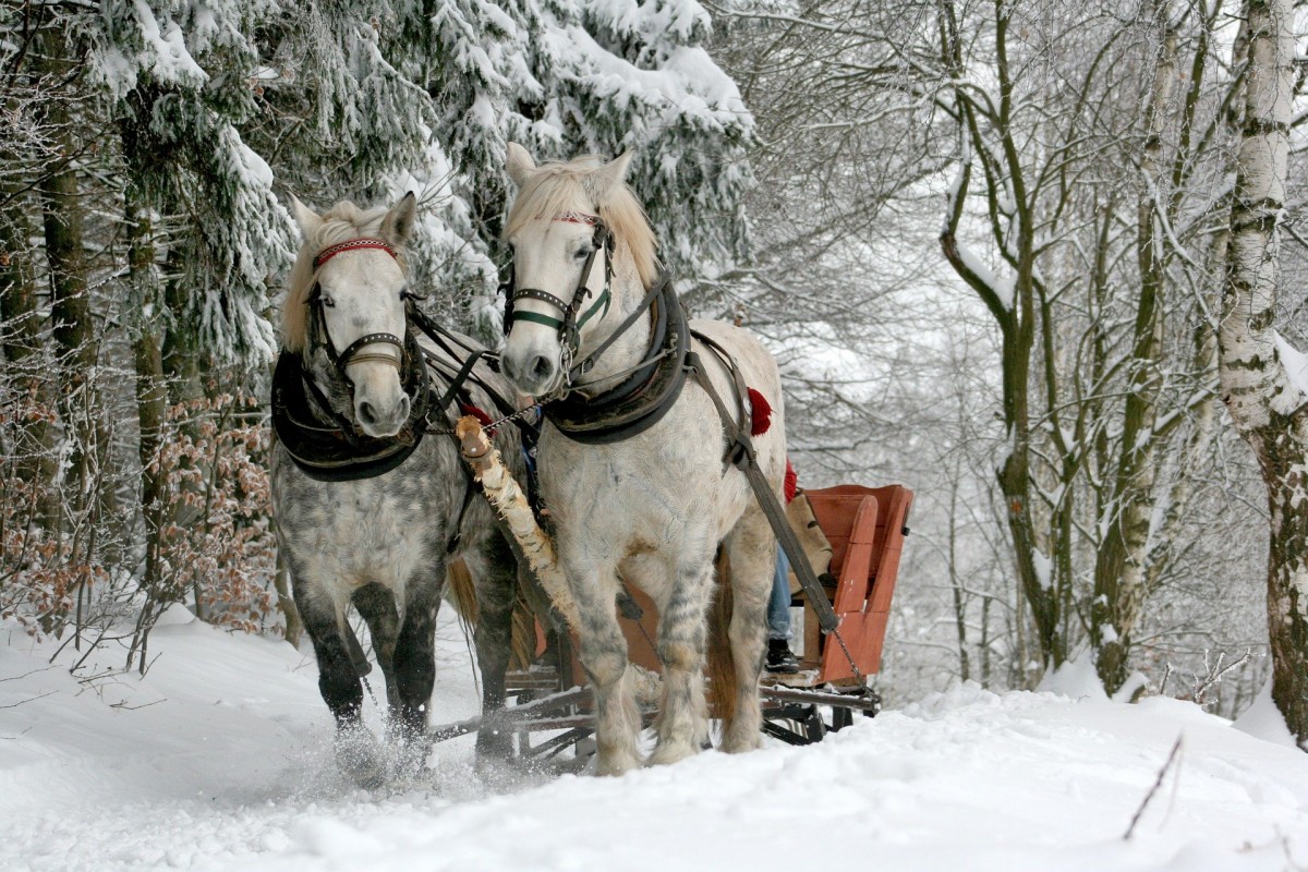 sleigh-ride-549727 1920 sleigh-ride-549727 1920