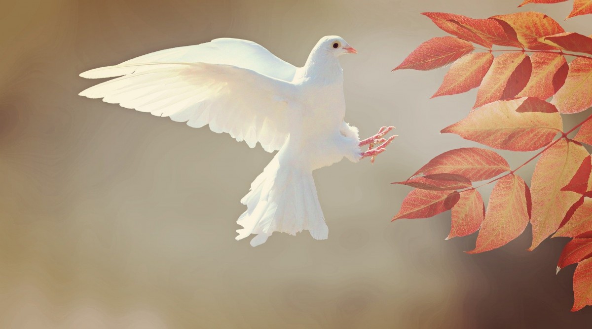 dove-2516641 1920 dove-2516641 1920