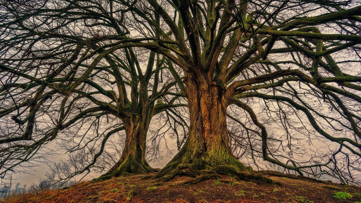 tree-3097419 1920 tree-3097419 1920