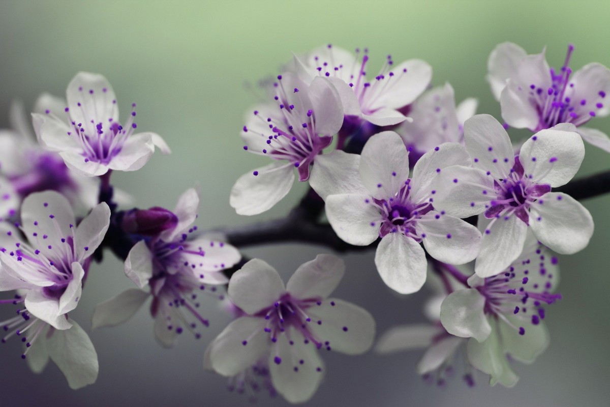 blossom-839594 1920 blossom-839594 1920