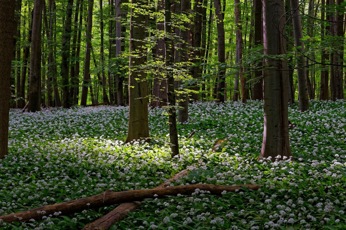 landscape-3572374 1920 landscape-3572374 1920
