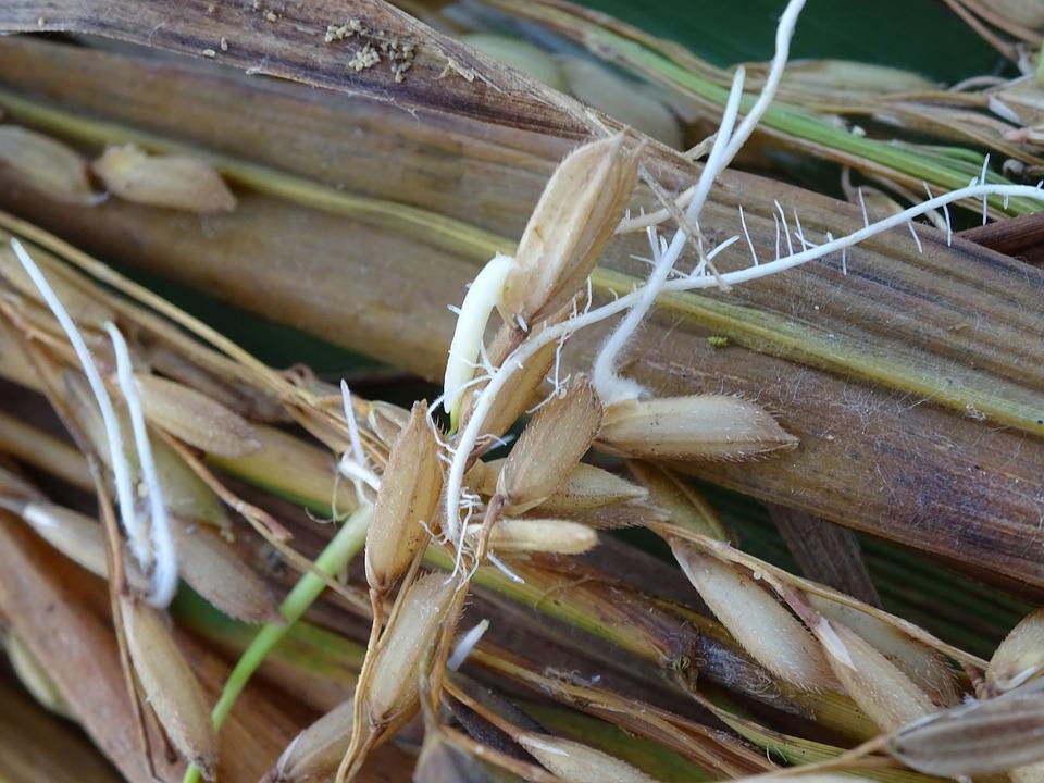 rice-2815668 960 720 | Foto: https://cdn.pixabay.com/photo/2017/10/04/10/05/rice-2815668_960_720.jpg rice-2815668 960 720 | Foto: https://cdn.pixabay.com/photo/2017/10/04/10/05/rice-2815668_960_720.jpg