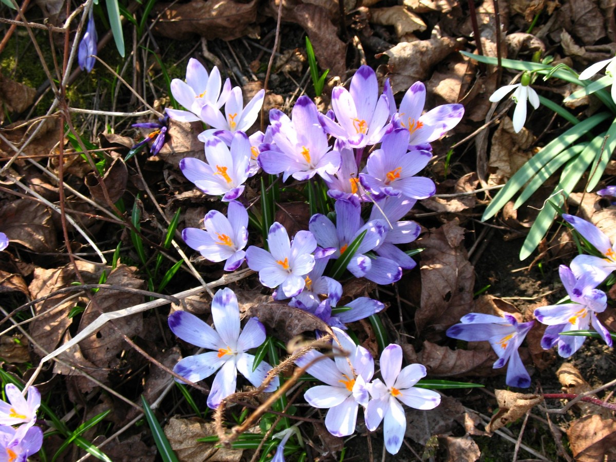 crocuses-2825966 1920 crocuses-2825966 1920