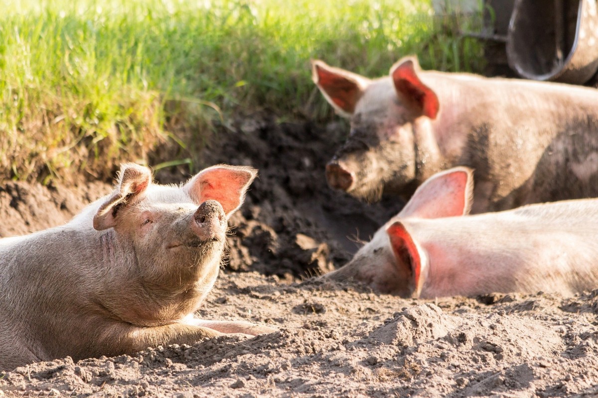pigs-4028140 1920 pigs-4028140 1920