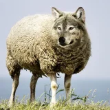 wolf-in-sheeps-clothing-2577813 960 720  https://cdn.pixabay.com/photo/2017/08/03/18/49/wolf-in-sheeps-clothing-2577813_960_720.jpg