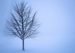 tree-1056598 1280 | Foto: Bild: Sorbyphoto - https://pixabay.com/de/photos/baum-schnee-winter-einsam-1056598/