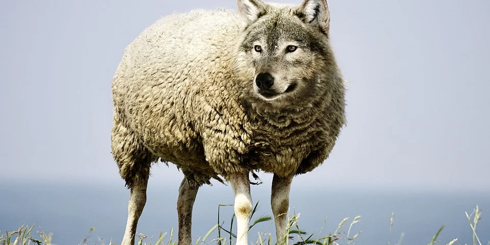 wolf-in-sheeps-clothing-2577813 960 720