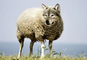 wolf-in-sheeps-clothing-2577813 960 720 | Foto: https://cdn.pixabay.com/photo/2017/08/03/18/49/wolf-in-sheeps-clothing-2577813_960_720.jpg
